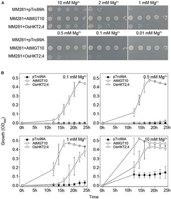 The Rice High-Affinity K+ Transporter OsHKT2;4 Mediates Mg2+ Homeostasis under High-Mg2+ Conditions in Transgenic Arabidopsis